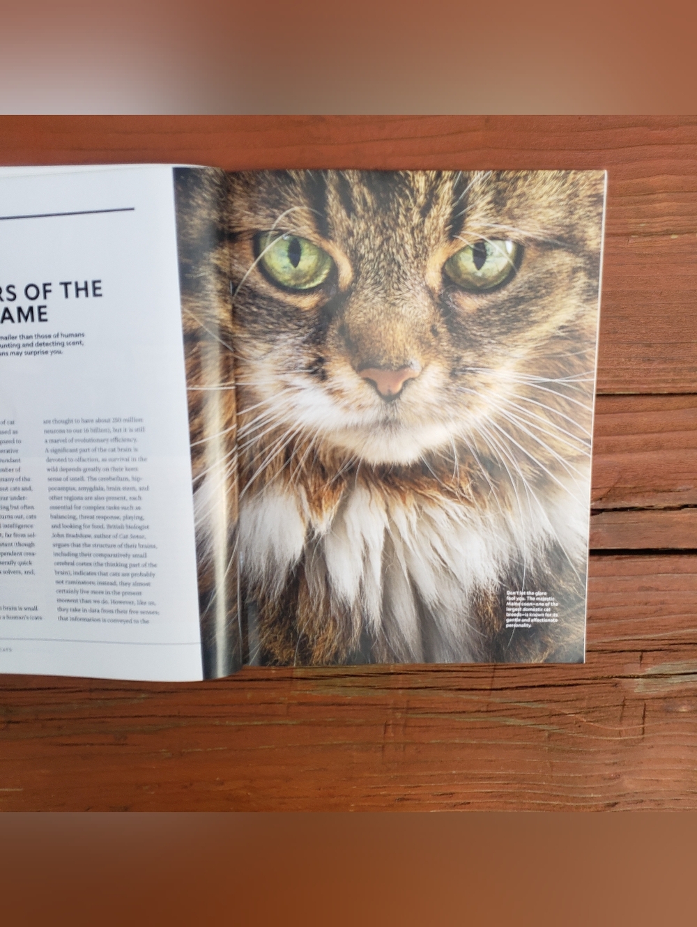 National Geographic The Genius Of Cats Special Publication - 12/2025 - Picture 9 of 10